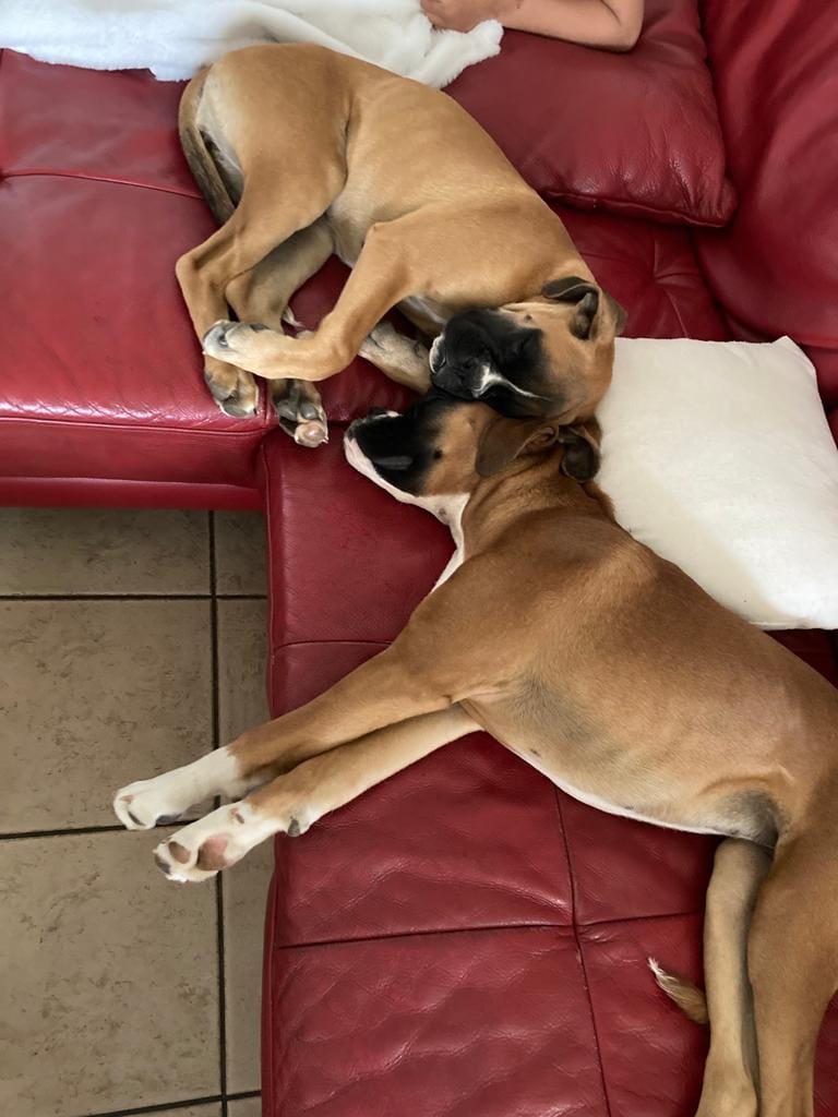 La vie des BB... - Boxer et Boston Terrier Elevage de Yu Box | Facebook