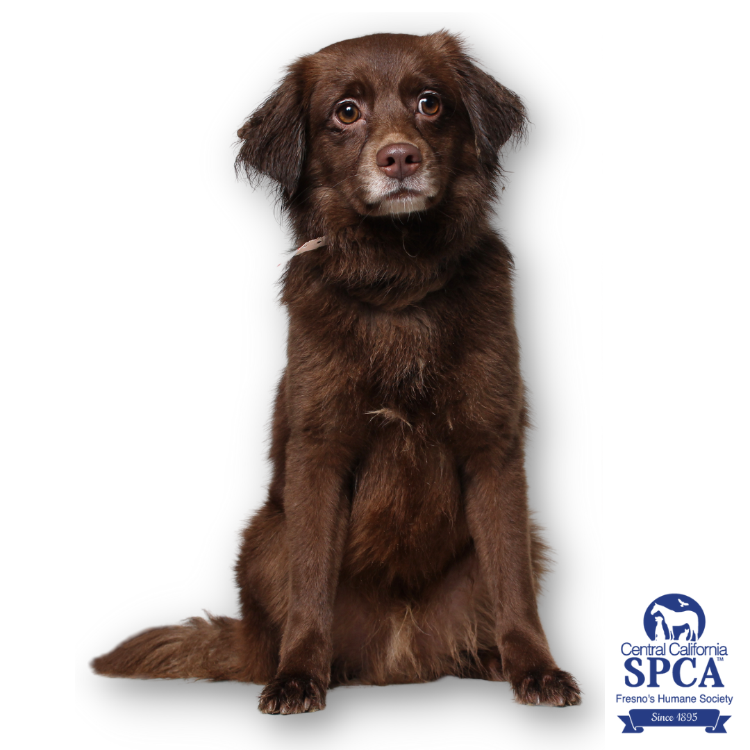 He can help you cross your... - Central California SPCA | Facebook