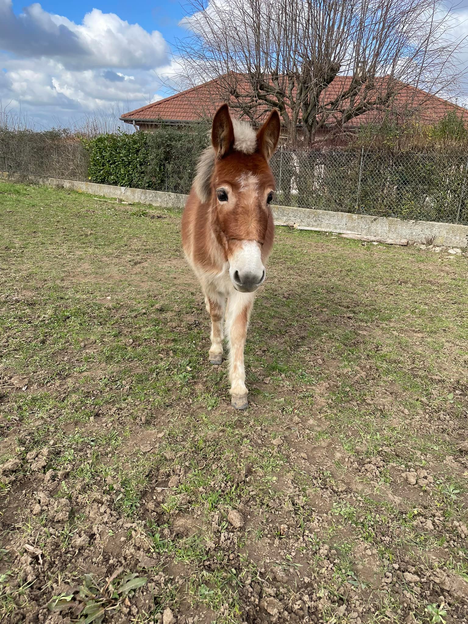 La Ferme De Briska Pédagogique Itinérante