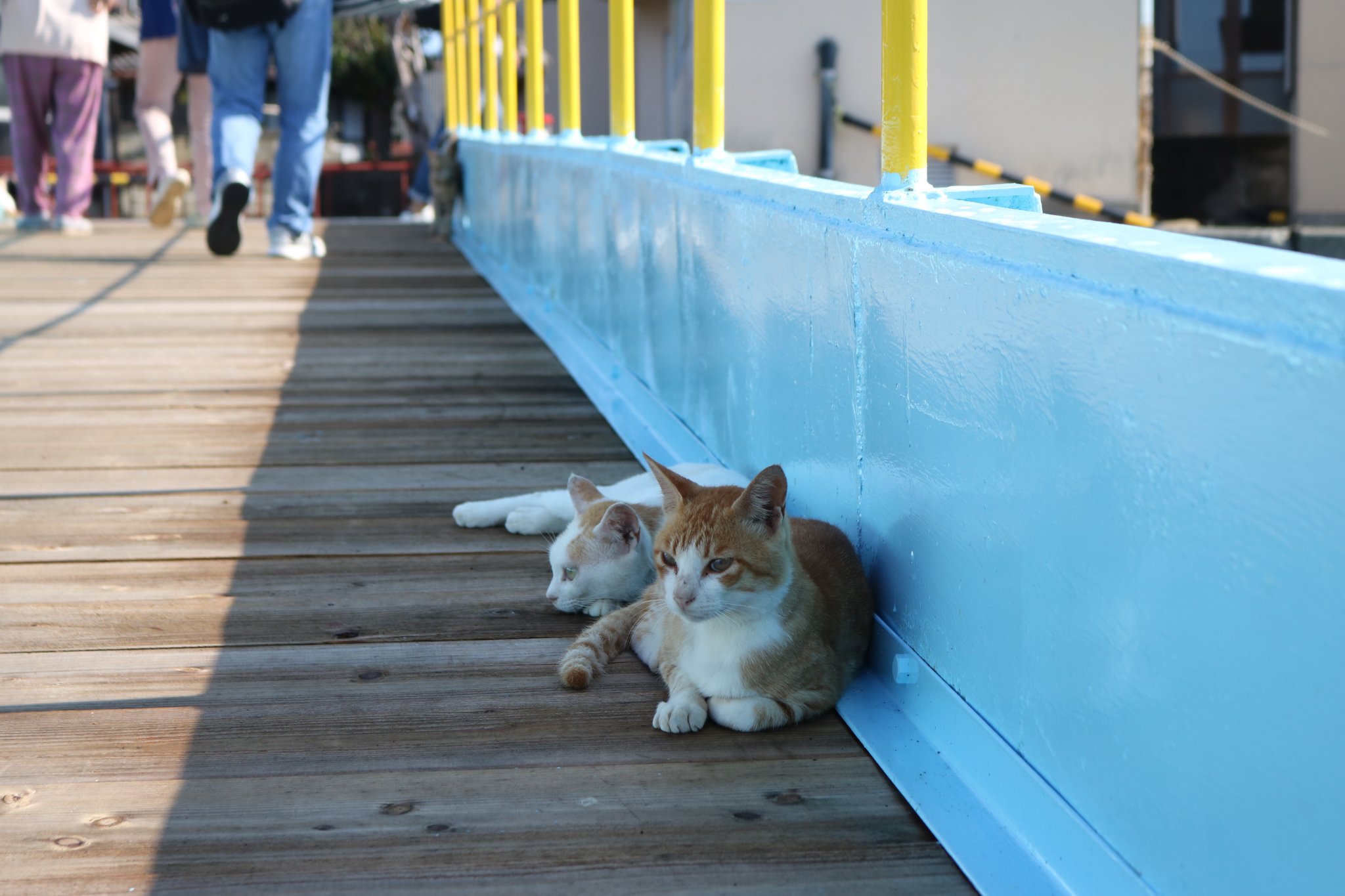 Cats on a Midsummer Morning... - 猫の島 青島物語 Cat Island Aoshima