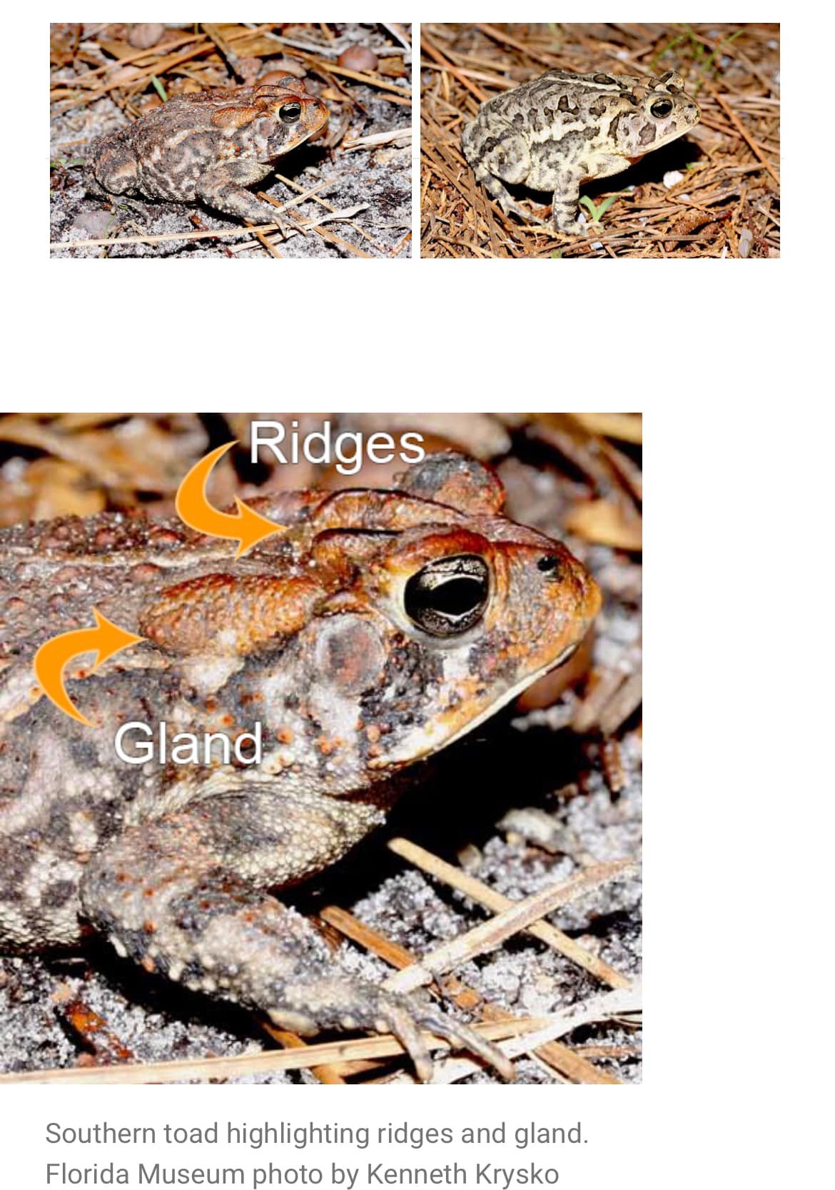 Cane Toad Collection