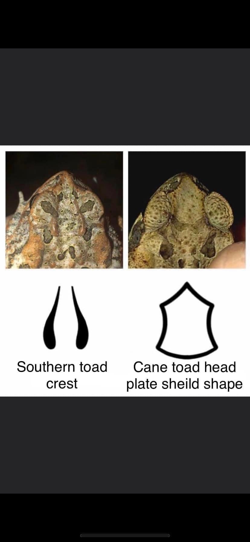 Cane Toad Collection