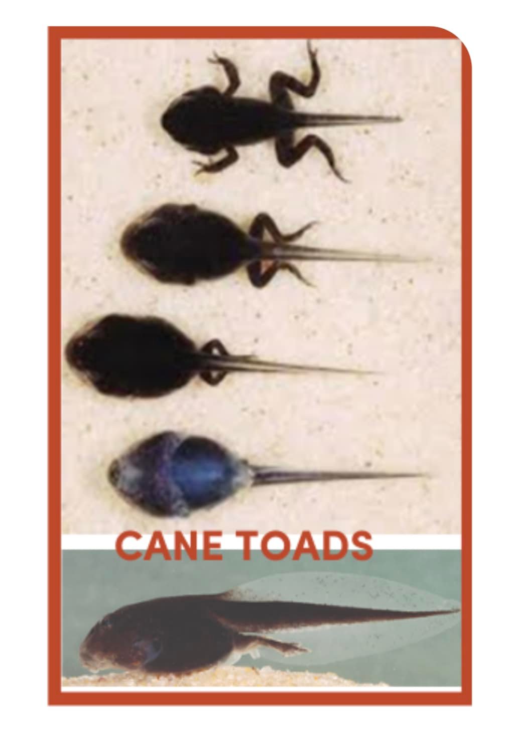 Cane Toad Collection