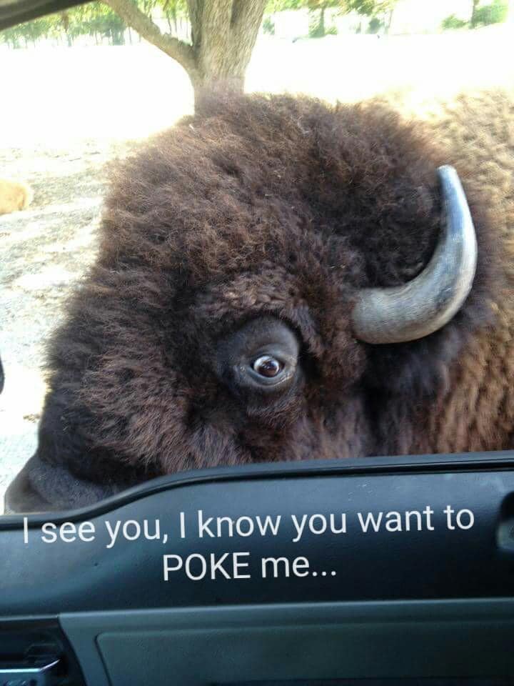 Pokes Are Fun