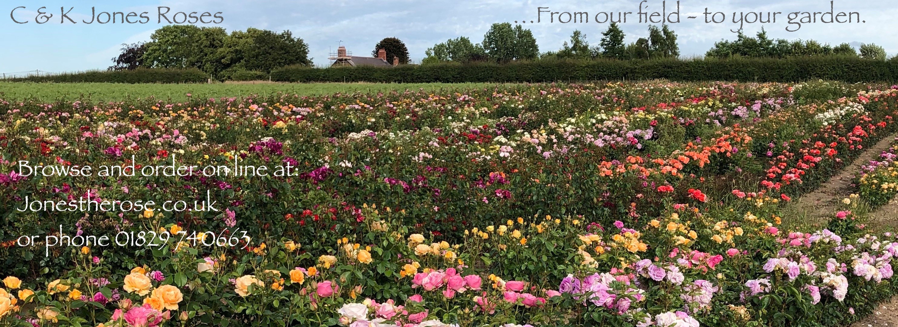 C and K Jones Roses | Tarvin