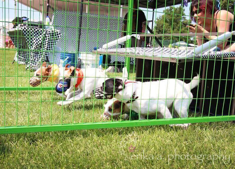 Small Dog Racing