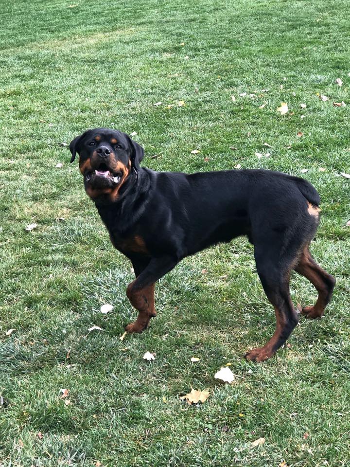 Texas King Rottweilers added a... - Texas King Rottweilers