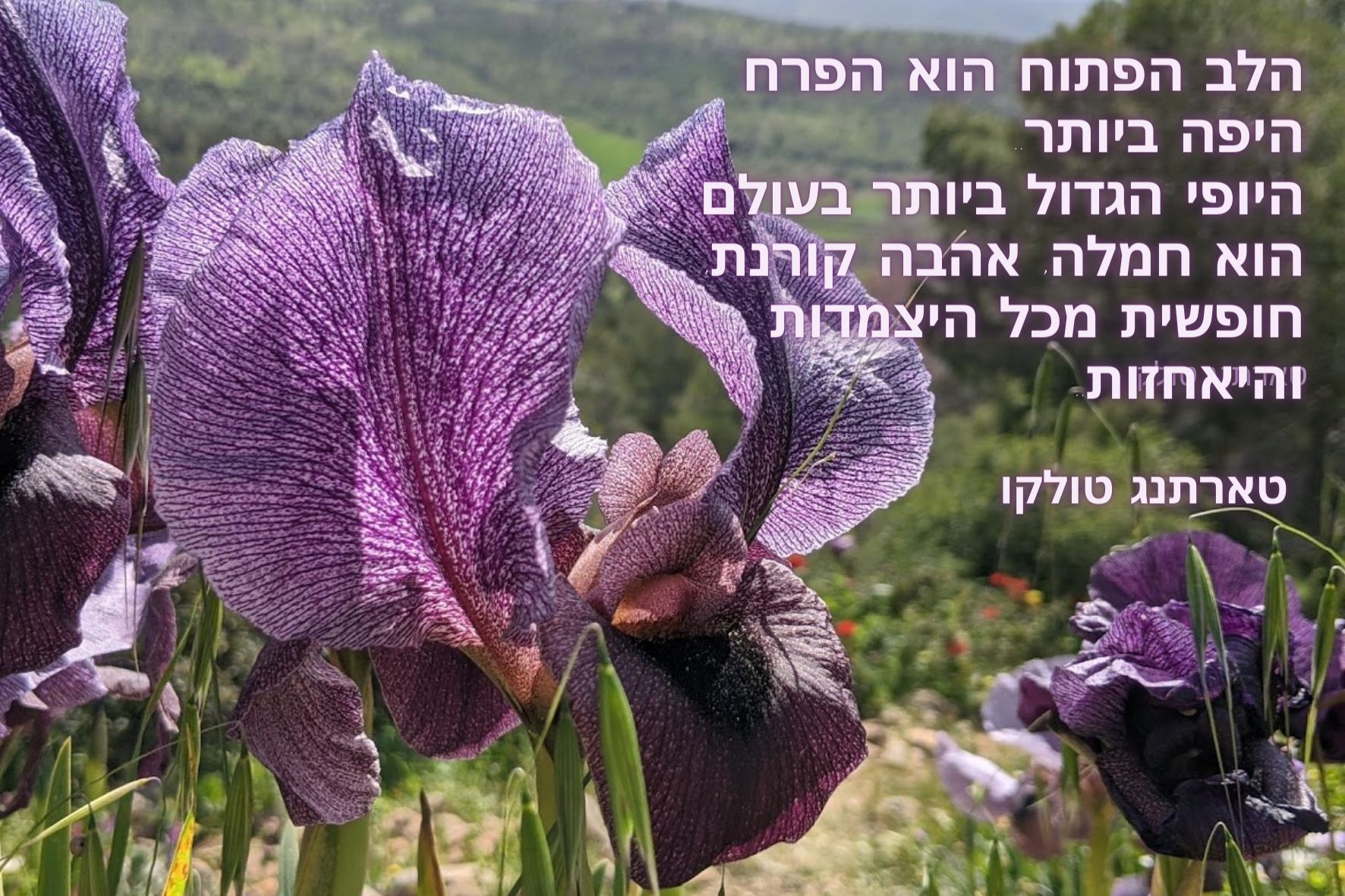 נינגמה ישראל Nyingma Israel