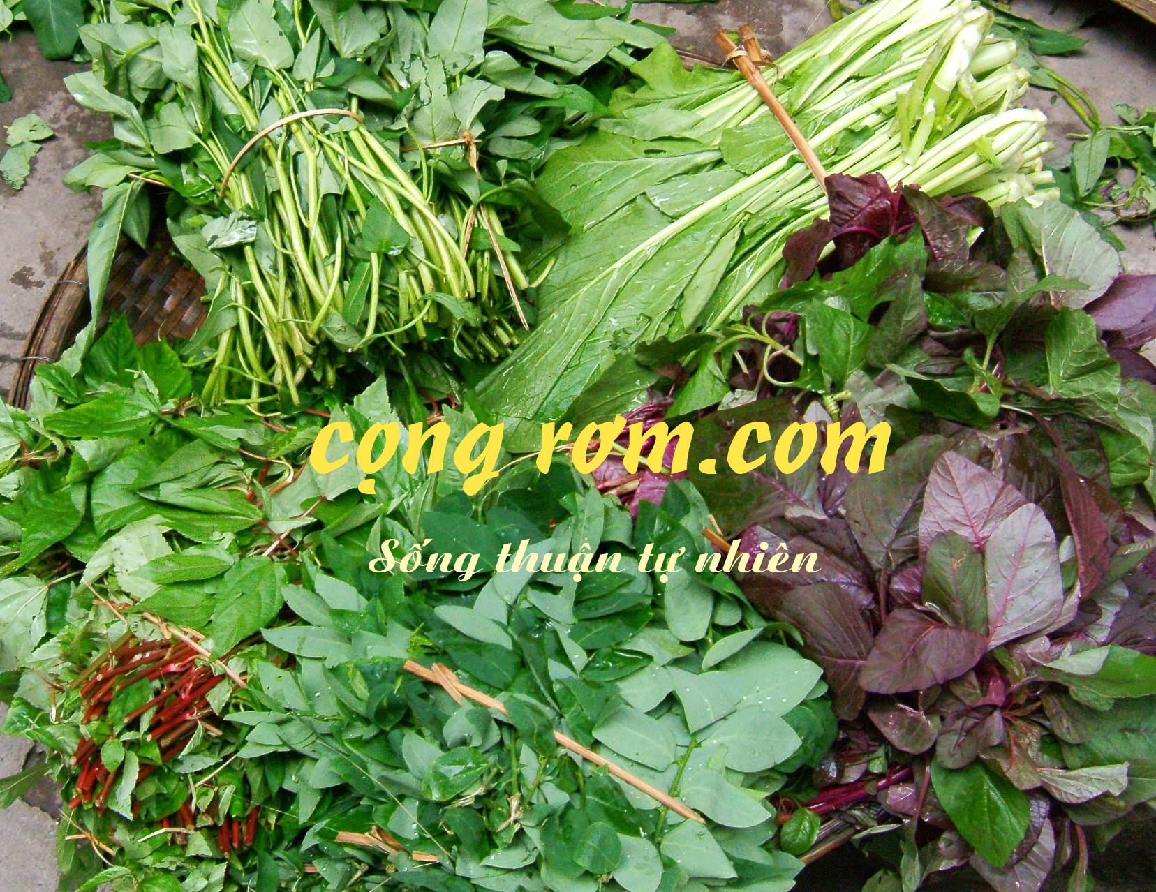 Nguồn Sống - Source of Life... - Nguồn Sống - Source of Life