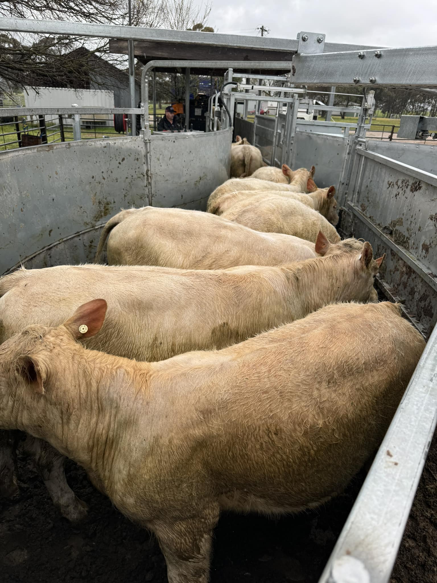 StockLive - 🔥The Northern Victoria Livestock Exchange -... | Facebook