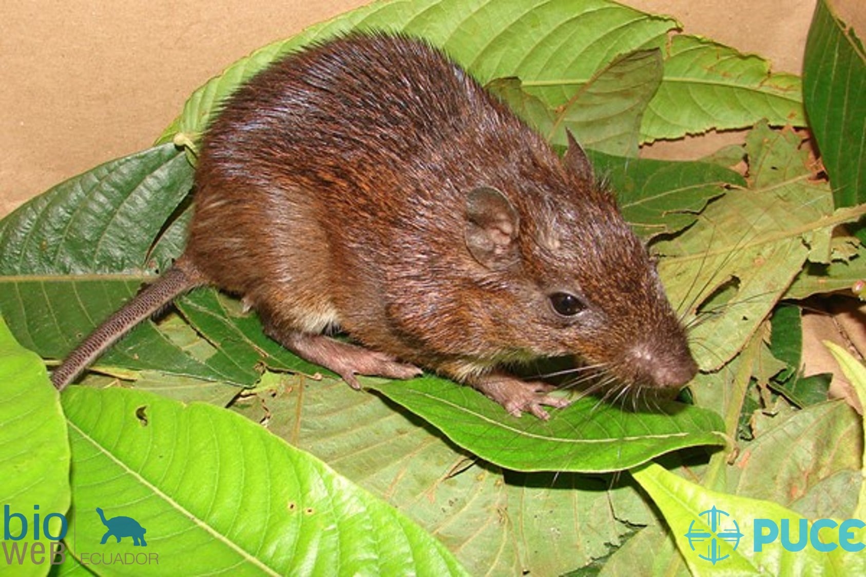Biowebecuador - La especie del día 🐁🐁. La rata espinosa de cola corta ...