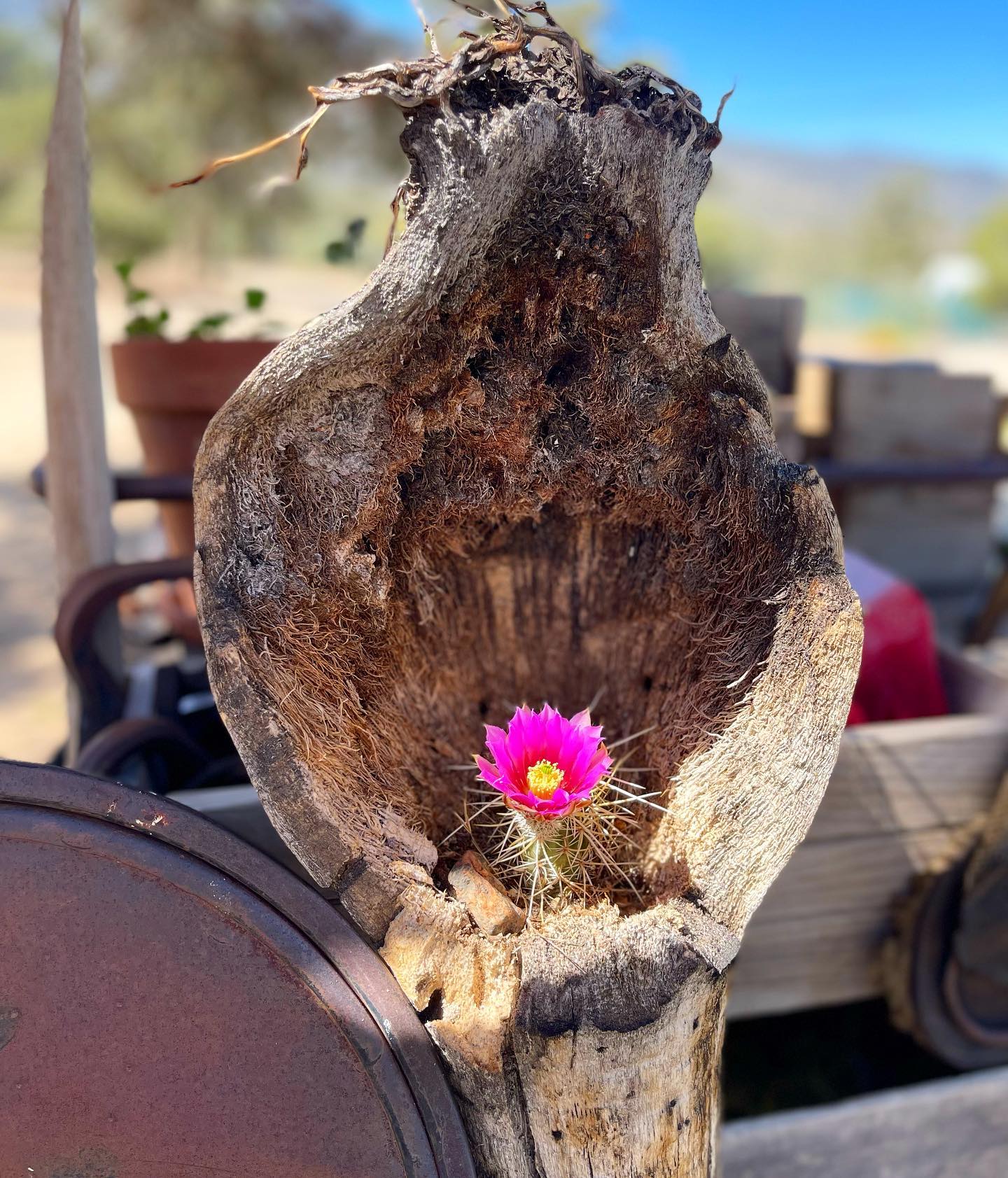 Horse Sanctuary at Moonrise Ranch | Mountain Center CA