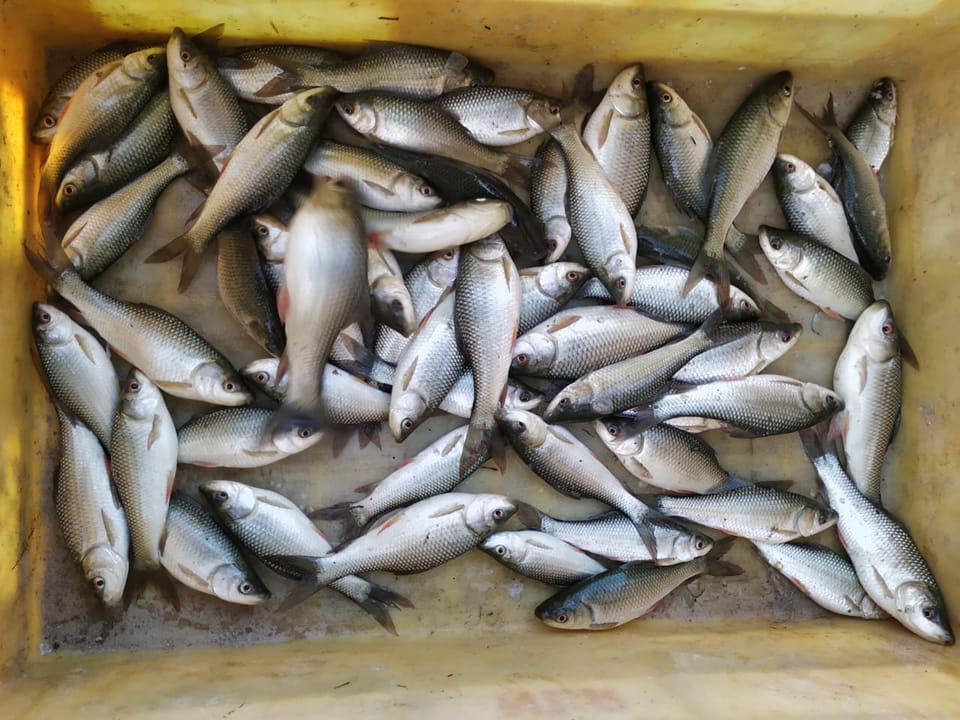 ap fish seed | Facebook