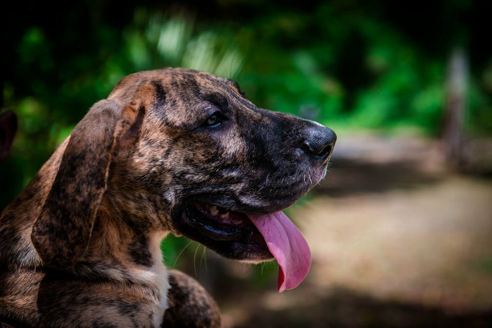 Great Dane Lovers Occassion Unique For Empire Des