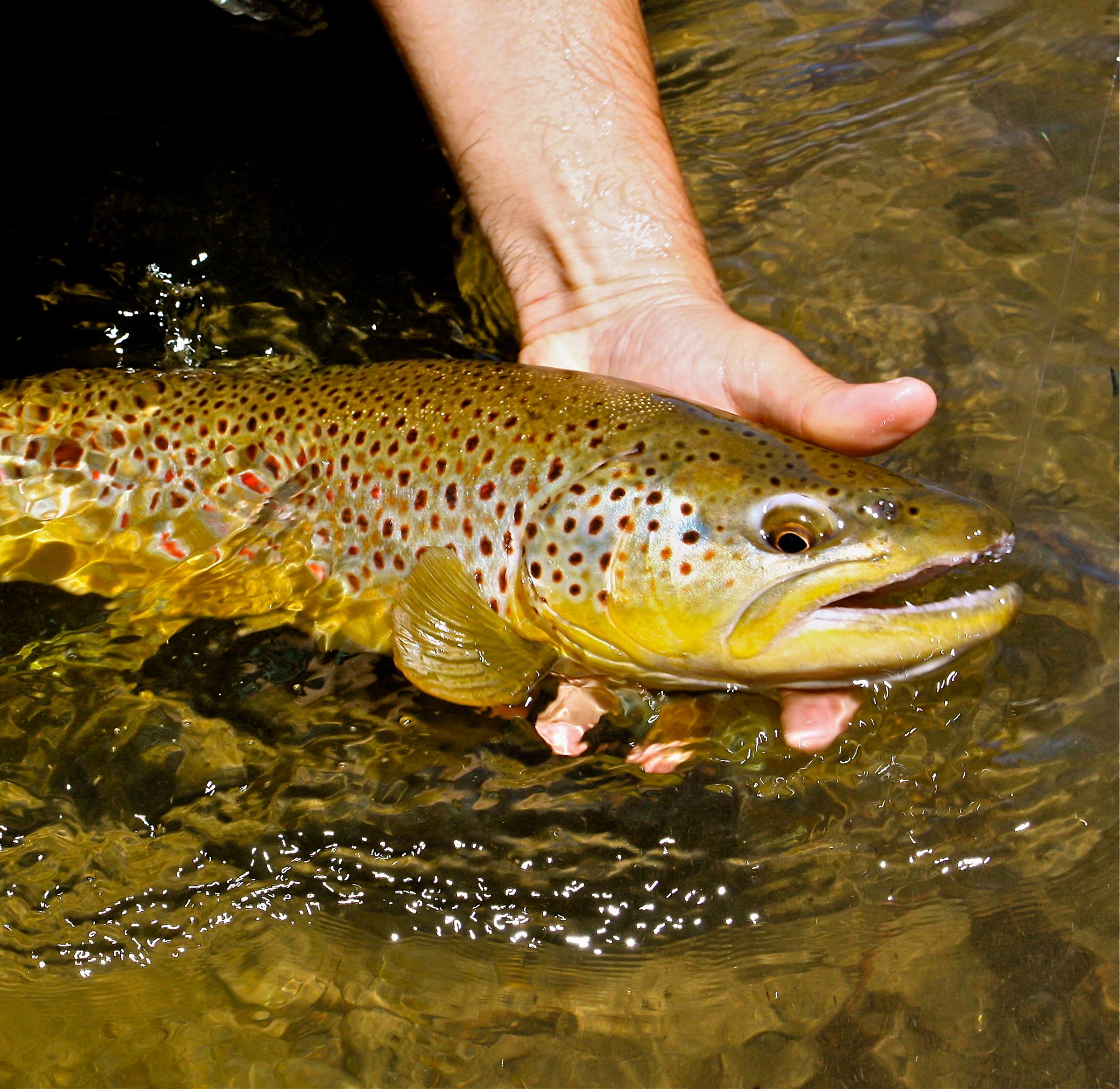 Fish Tales February 2026 - - The Pasadena Casting Club | Facebook