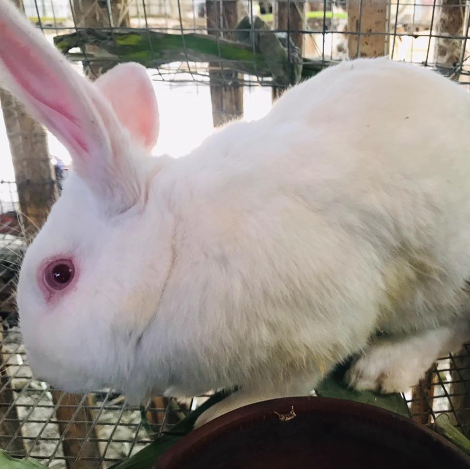 Q: ilang beses po ba pwedeng manganak ang rabbit? A: ang rabbit po ay ...