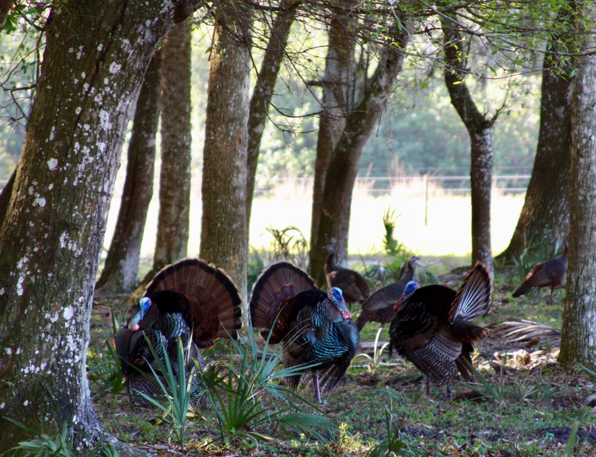Southern Strutters Outfitters