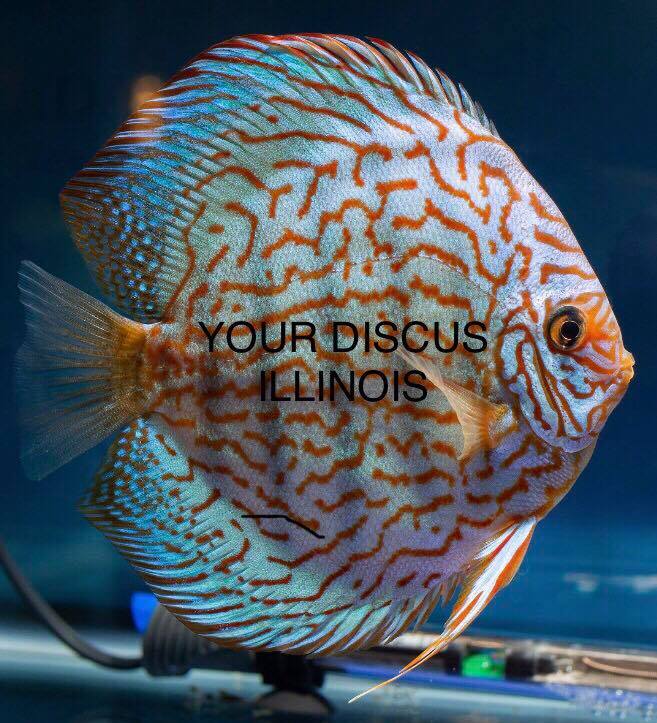 Discus... - Discus America - Specialized Tropical Fish Store