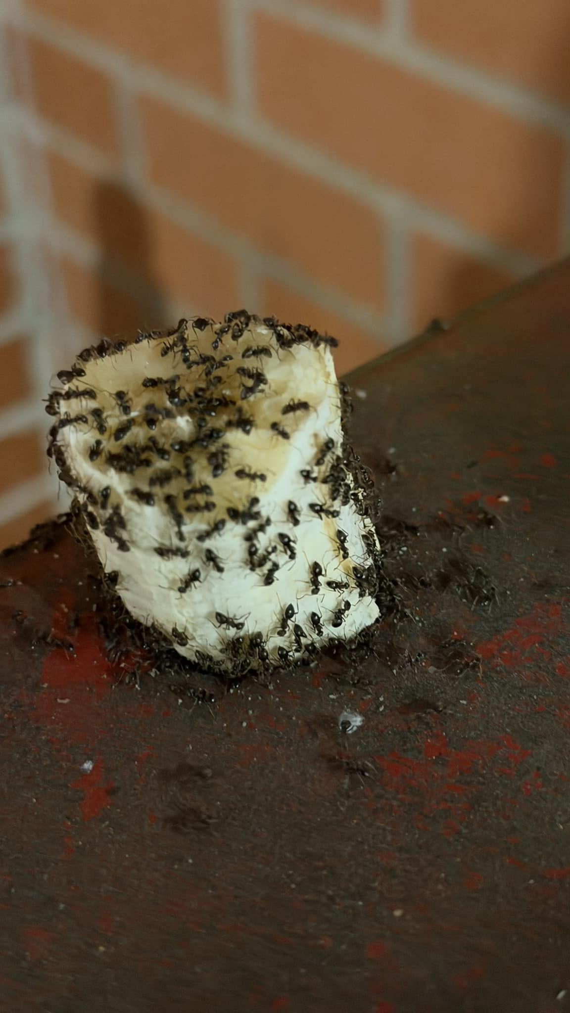 ANT®︎様　オーダー専用ページ Why ants march in a line and ignore dead ants