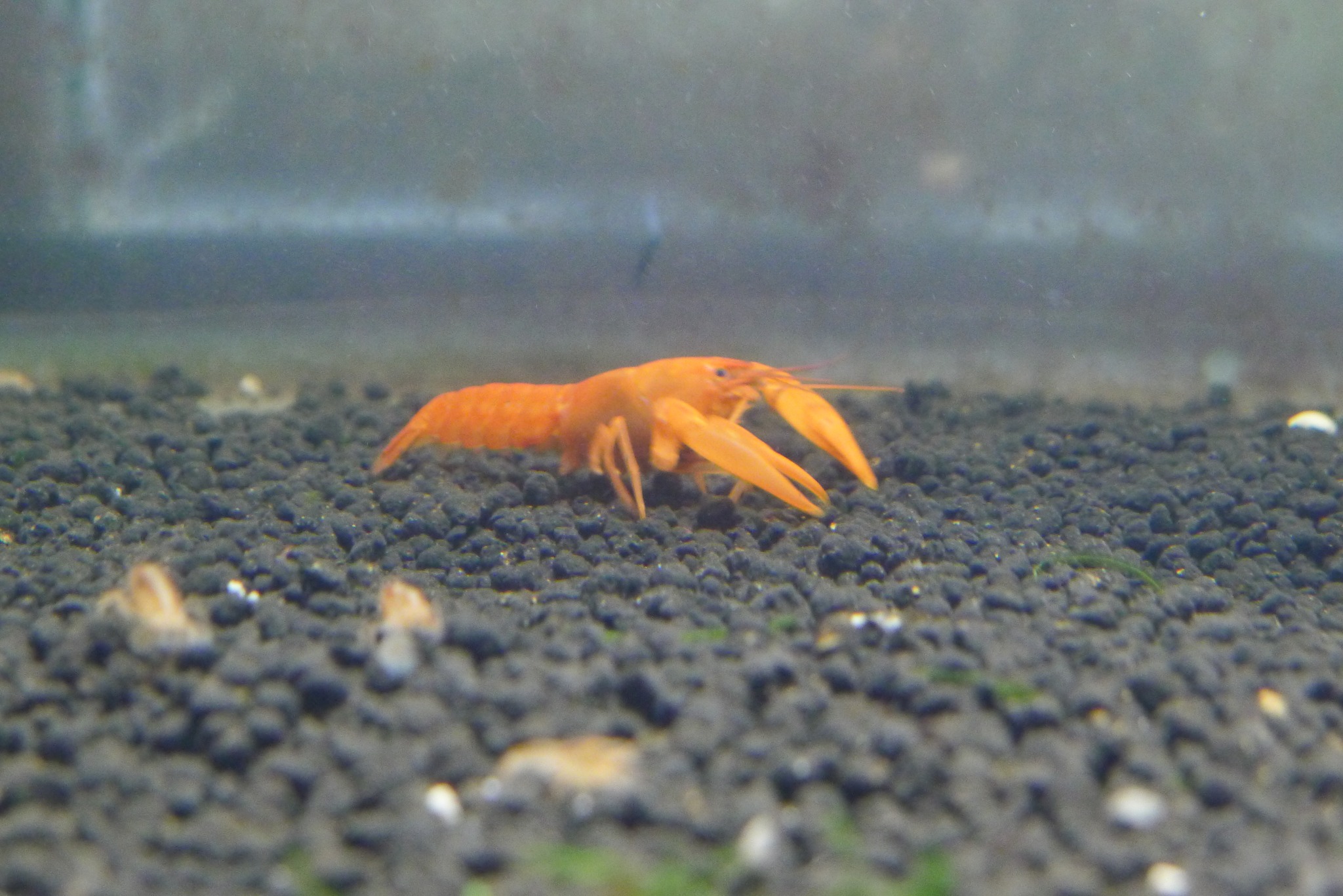 螯蝦飼育者:洪晨耀(阿獠 風水坪水族工坊)... - 螯蝦先生-余小蝦crayfish sky In Taiwan | Facebook