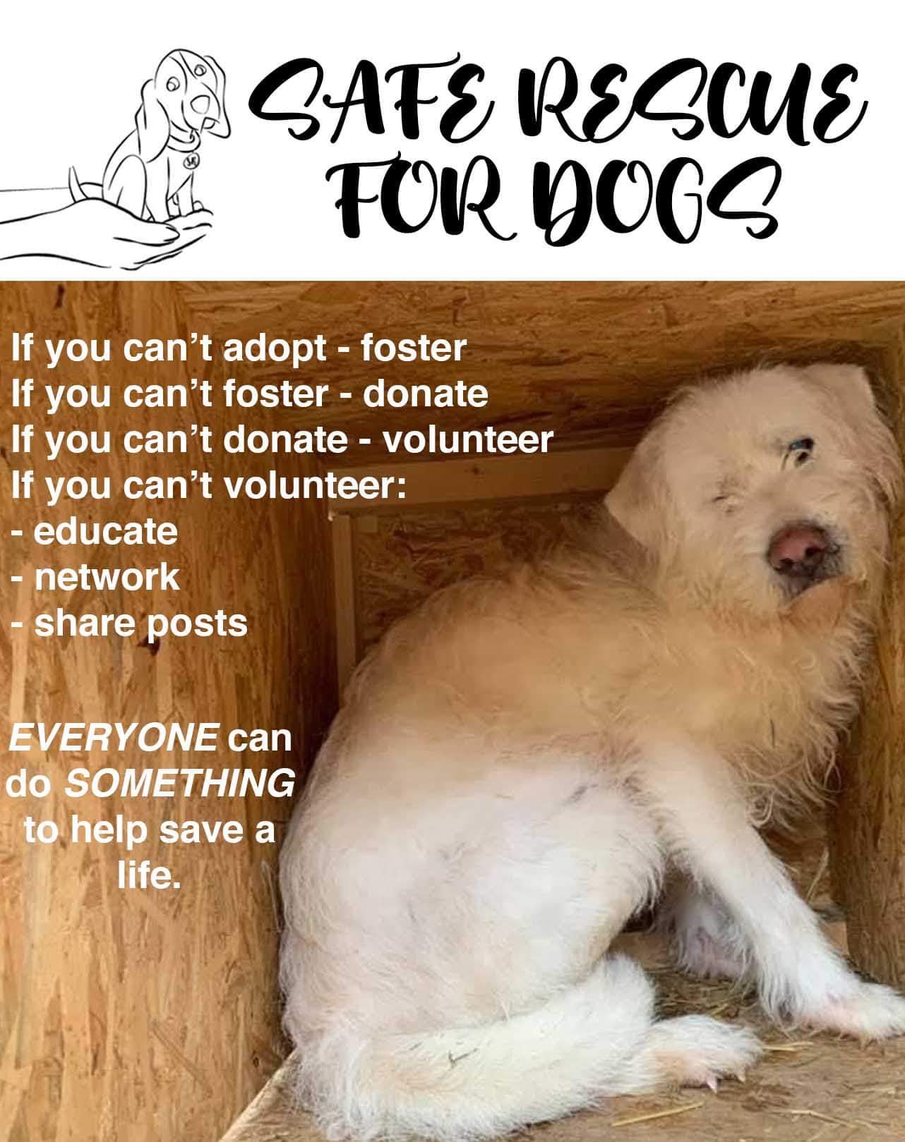 Do you know all the ways you can... - Safe Rescue for dogs.