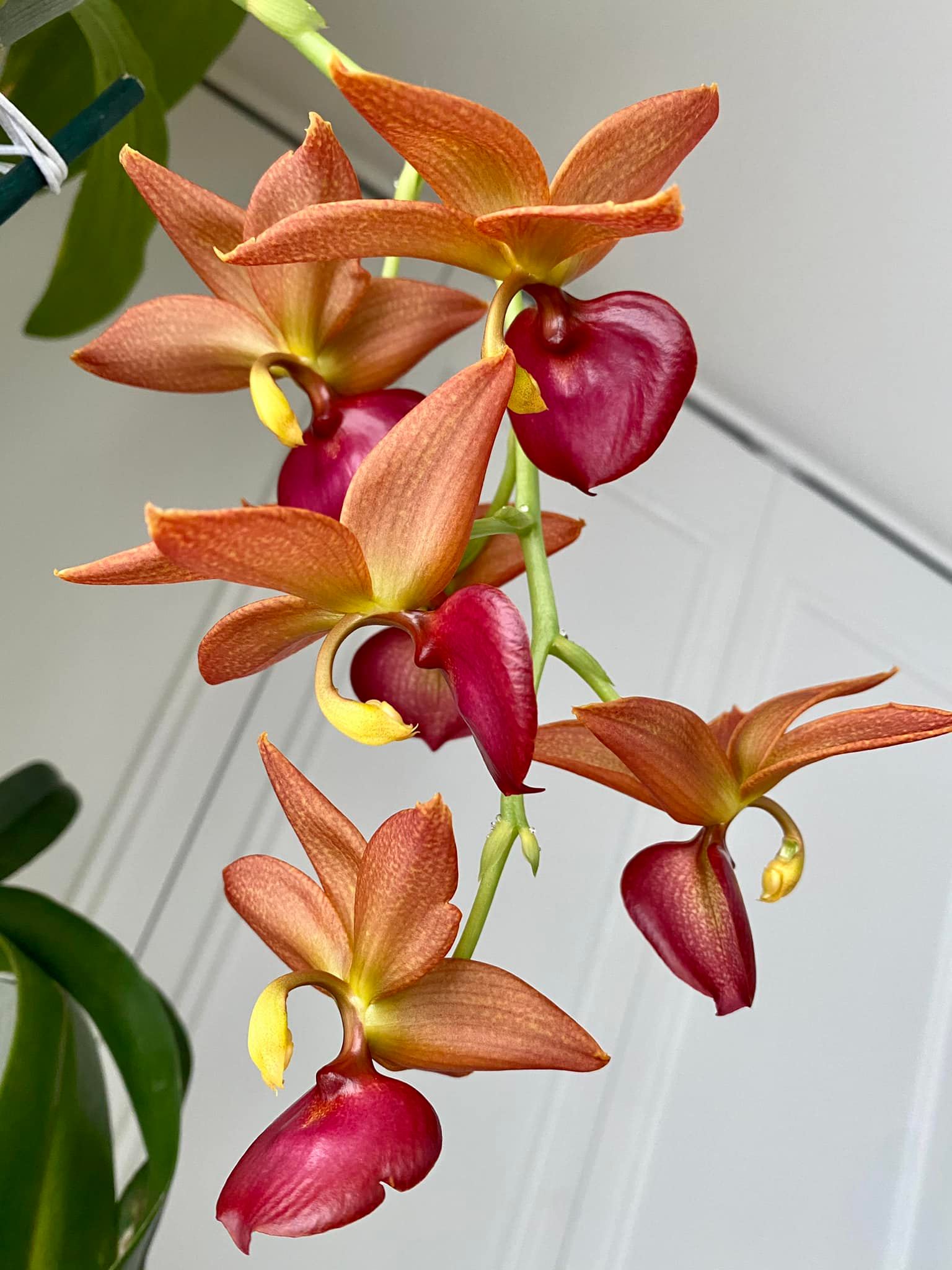 Cycnodes Taiwan Black Pearl 'Cooper Queen '