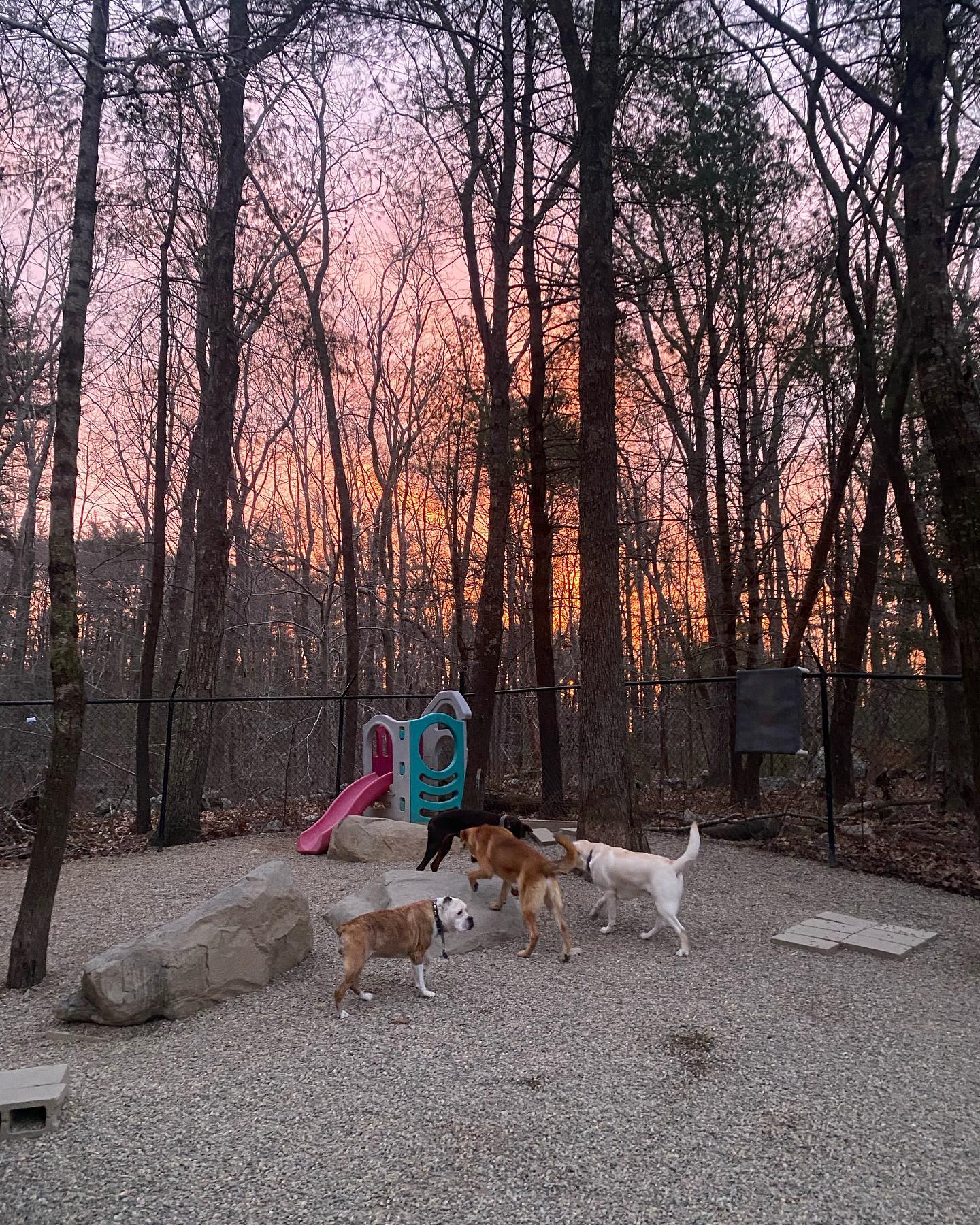 The early risers ☀️🐕 - Barn Dog Daycamp | Facebook