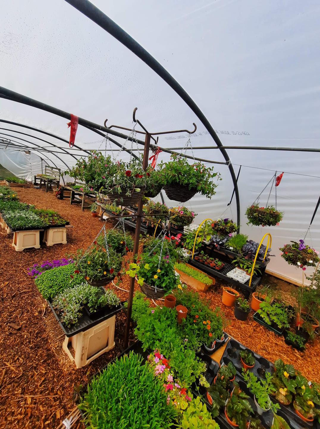 Peartree Nurseries | Goole