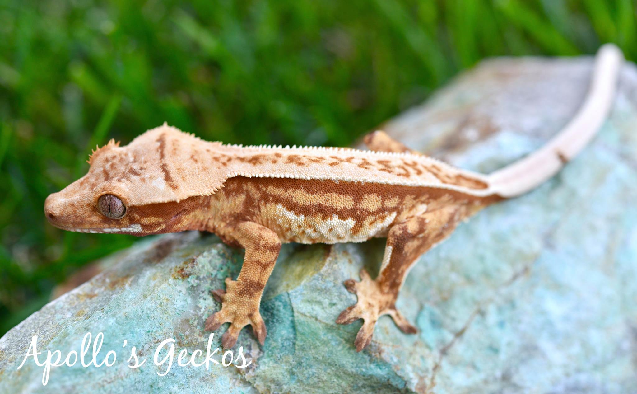 Apollo's Geckos - We hope our viewers are enjoying our newest Apollo's ...