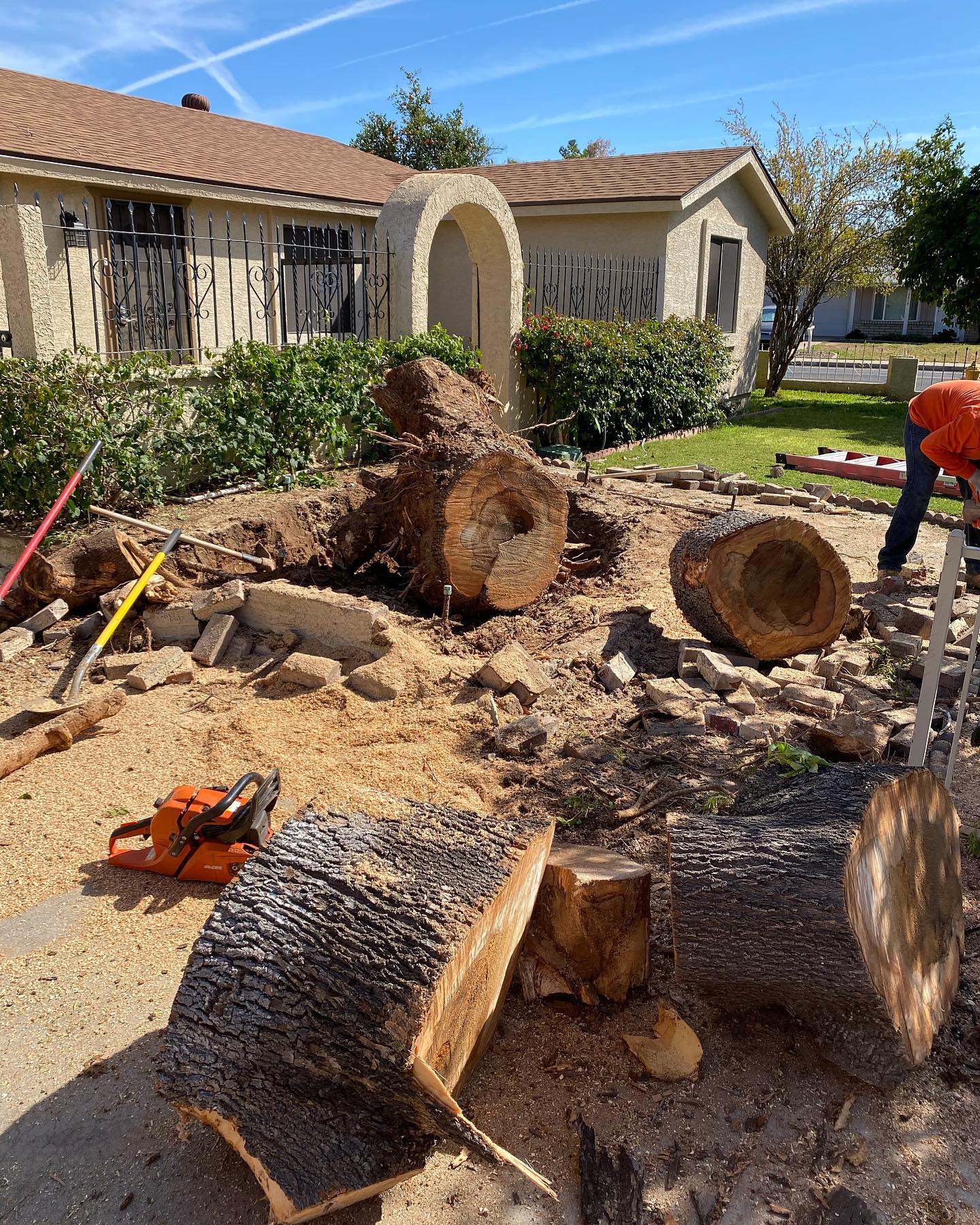 Roy’s trees LLC | Phoenix AZ