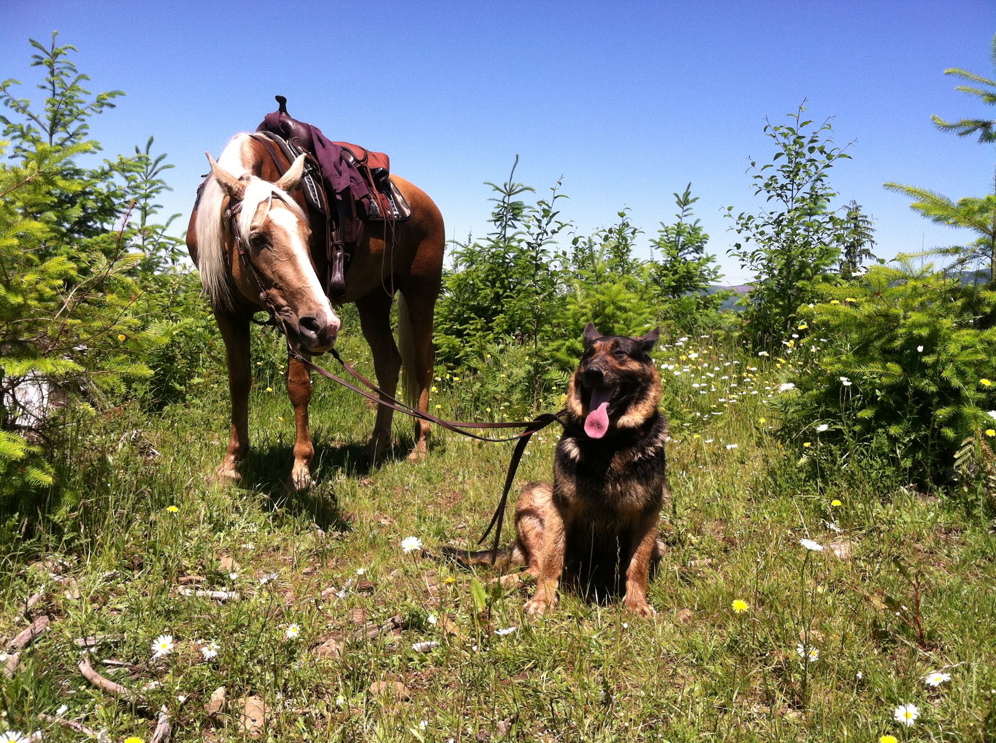 Minerd Ranch German... - Minerd Ranch German Shepherds