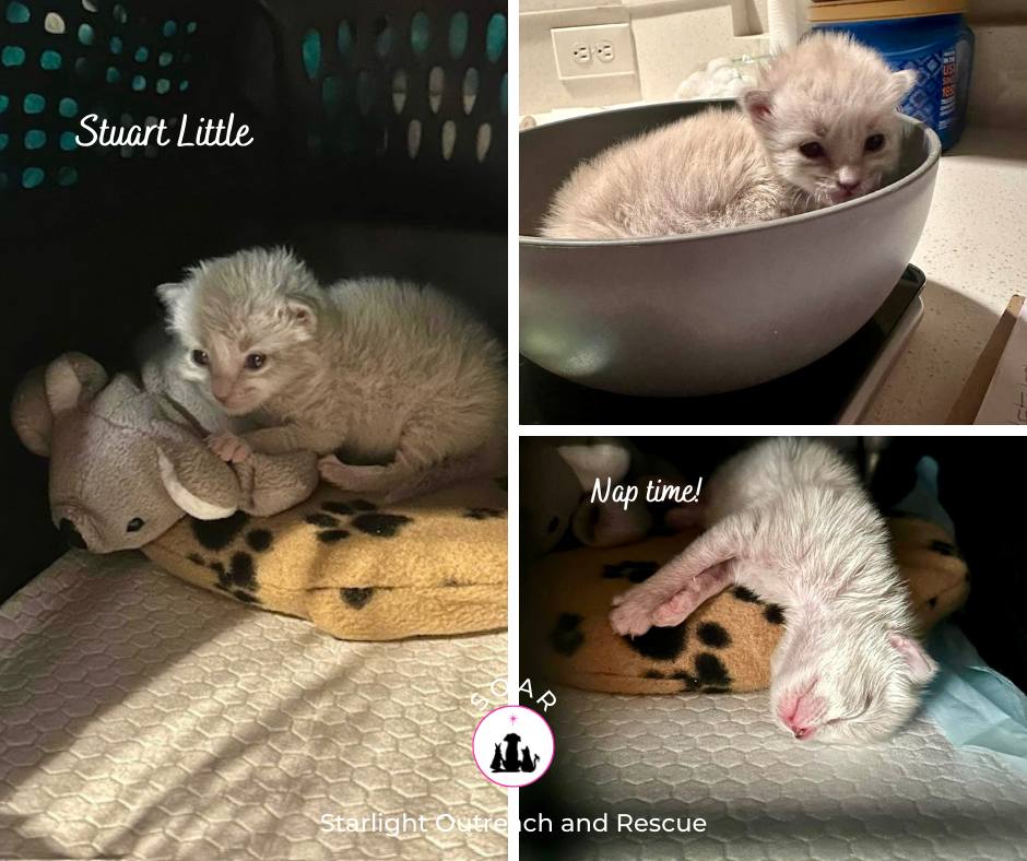 🌟🐭 Stuart Little Update🐭🌟... - Starlight Outreach and Rescue