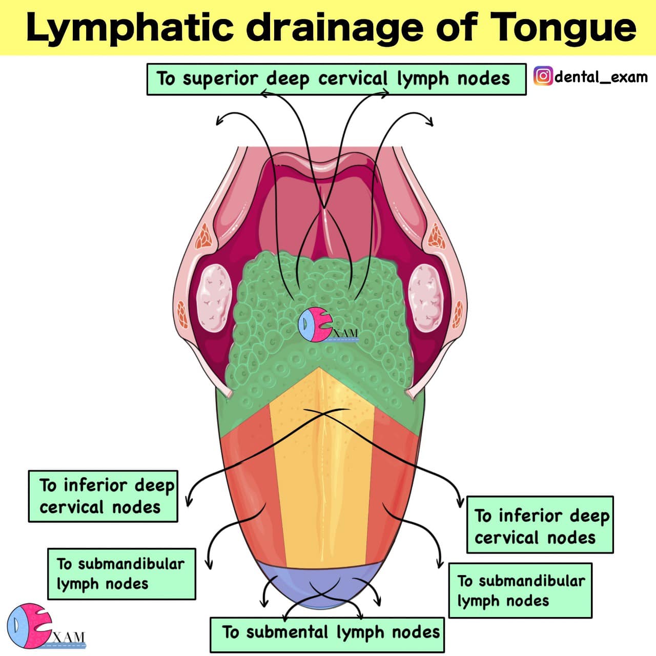 dental-exam-lymphatic-drainage-of-tongue