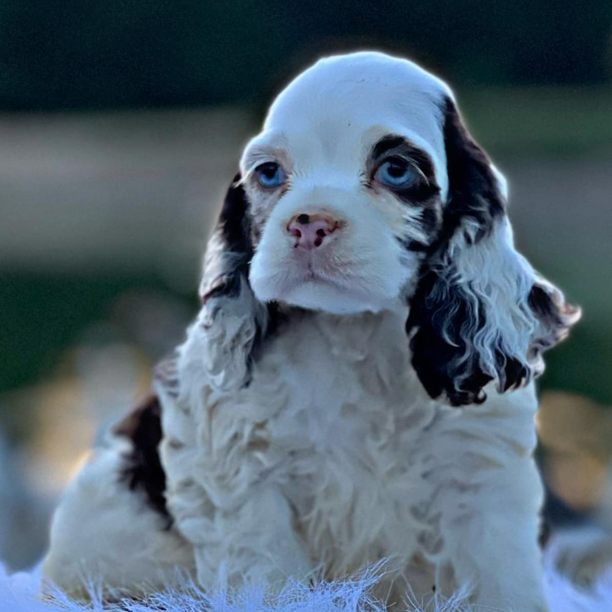 Puppy check in! #cockerspaniel #cocker #spaniel #bassethound # ...