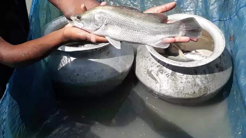 বাবুল নার্সারি মাছ বিক্রির... - বাবুল নার্সারি মাছ বিক্রির