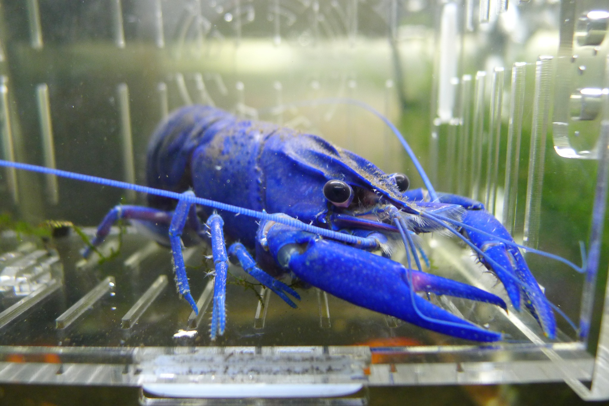 螯蝦飼育者:洪晨耀(阿獠 風水坪水族工坊)... - 螯蝦先生-余小蝦crayfish sky In Taiwan | Facebook