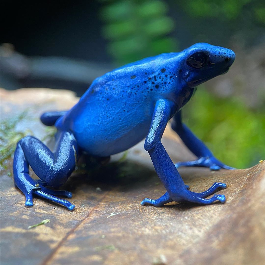 Lovely blue hues! 💙 Dendrobates tinctorius 