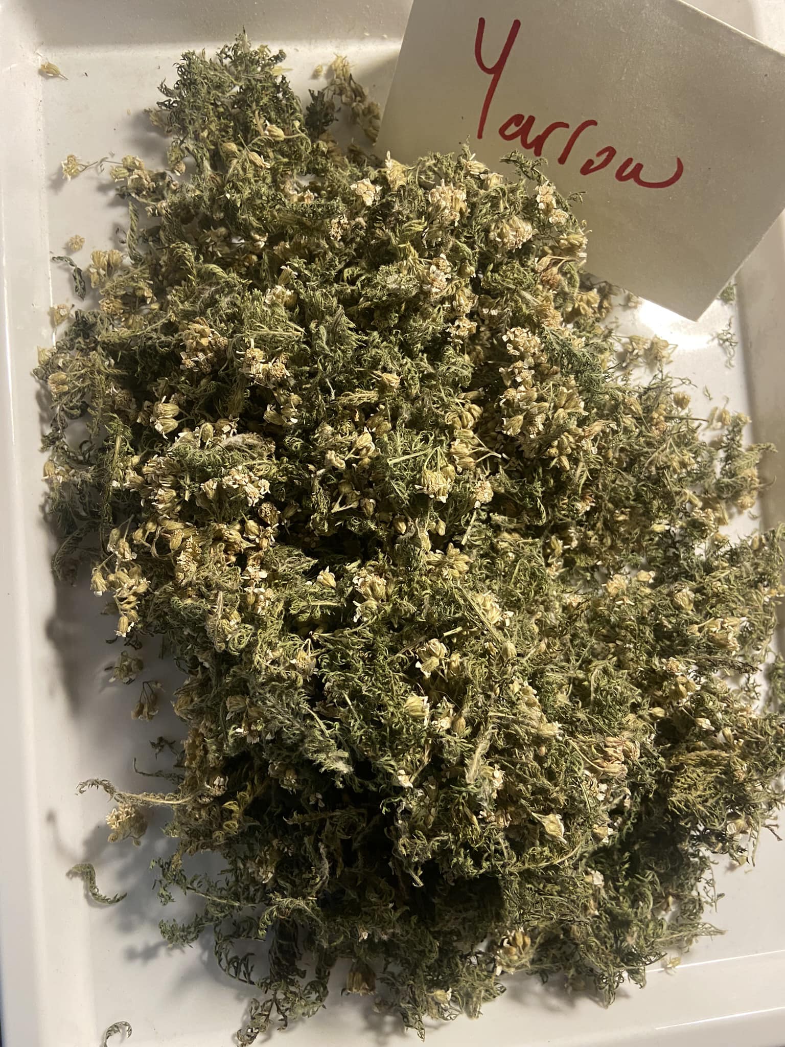 Fresh Look at Bona Achillea Millefolium An Overview Of Medicinal Uses And Properties