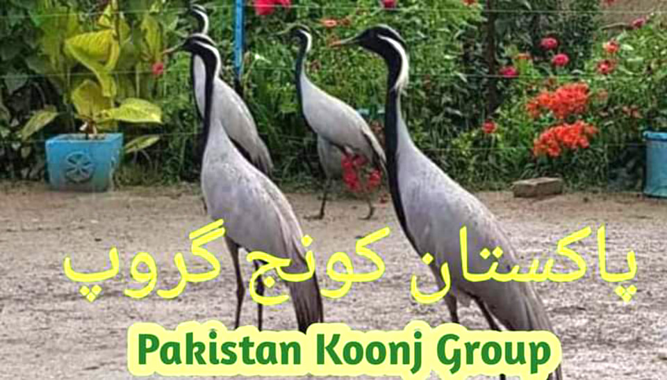 Pakistan Crane Group پاکستان کونج گروپ | Facebook