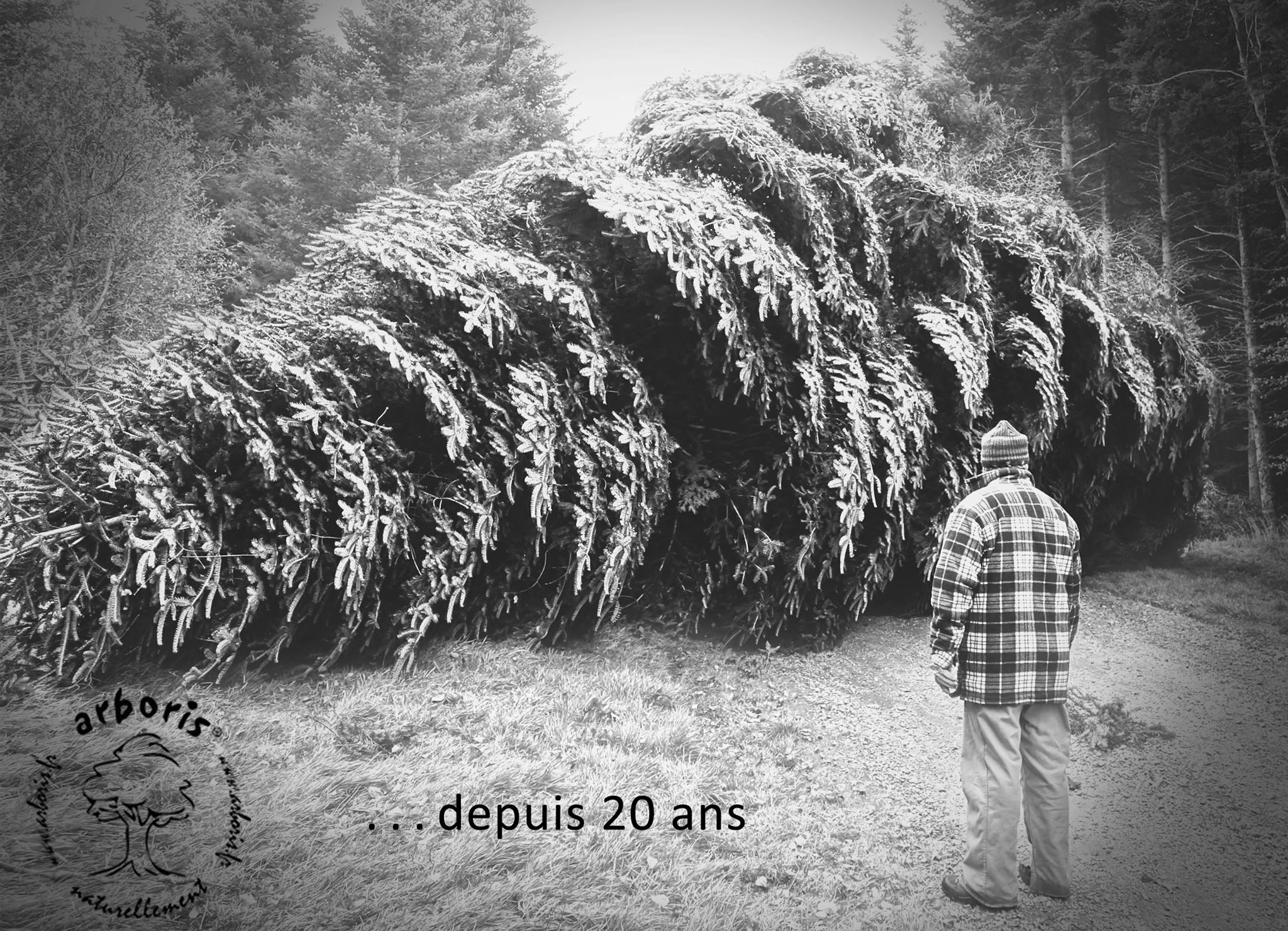 arboris