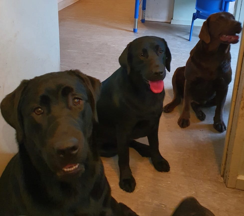 Labrador puppies... - Labrador puppies Available for Adoption
