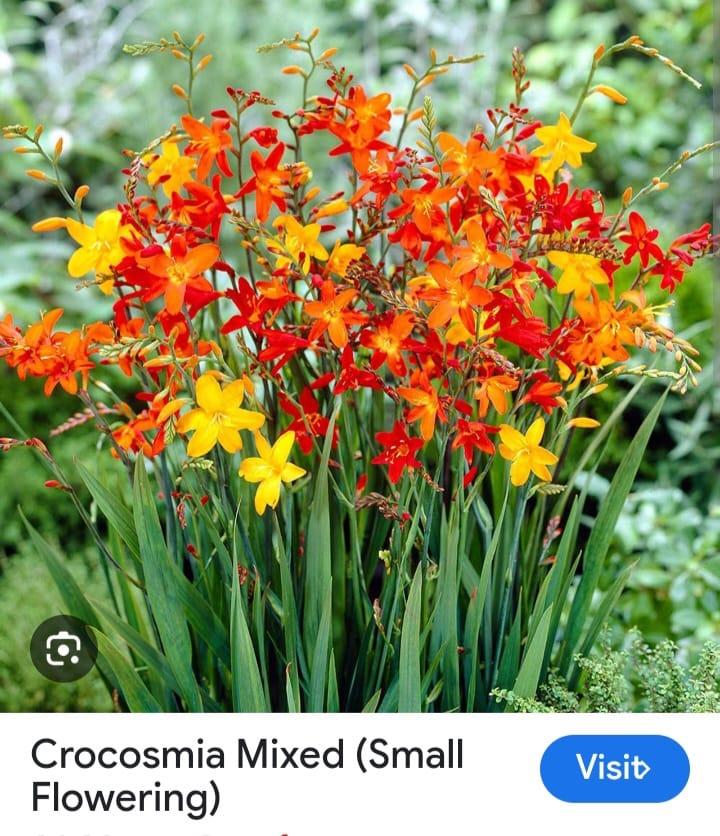 Things starting with M in the yard or garden