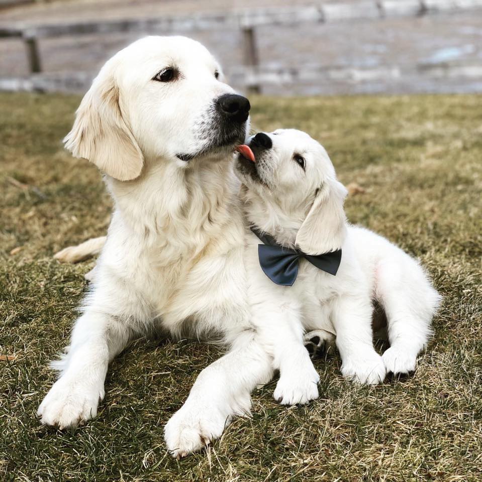Spring Break energy = FULL SEND 🐾💨 This is what your dog’s vacation ...
