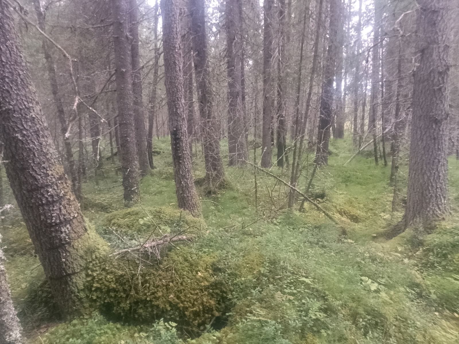 Skogsvärn - Häromdagen så besöktes Kläppsjöbäcken utanför... | Facebook