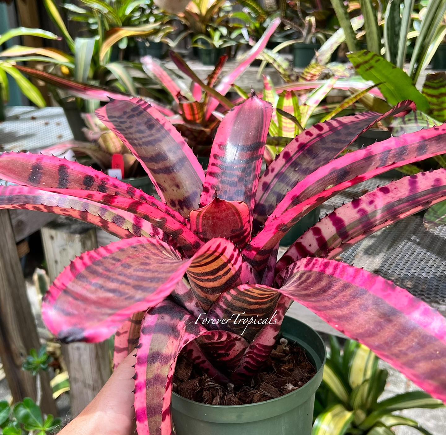Neoregelia “Fire Bomb” #neoregelia #skotak #bromeliad #bromeliads