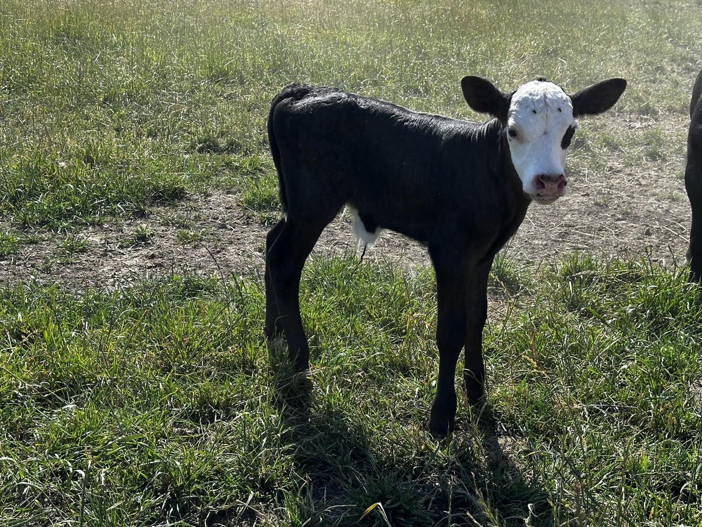 Frontier Cattle Co | Shedd OR