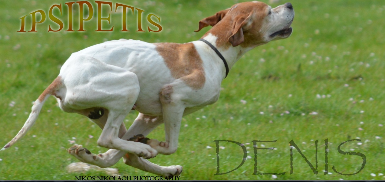 Cyprus Pointer Setter Club... - Cyprus Pointer Setter Club