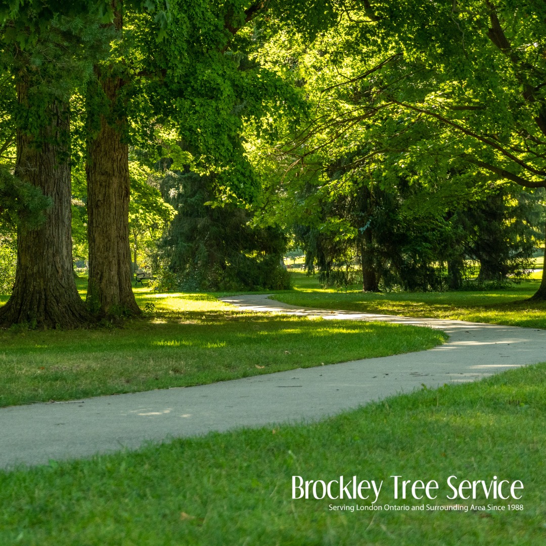 With the leaves falling and the... - Brockley Tree Service | Facebook