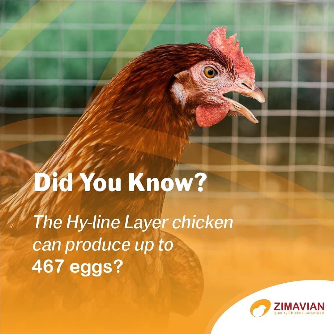 Zimavian - Did you know? The Hy-Line layer is one of the...