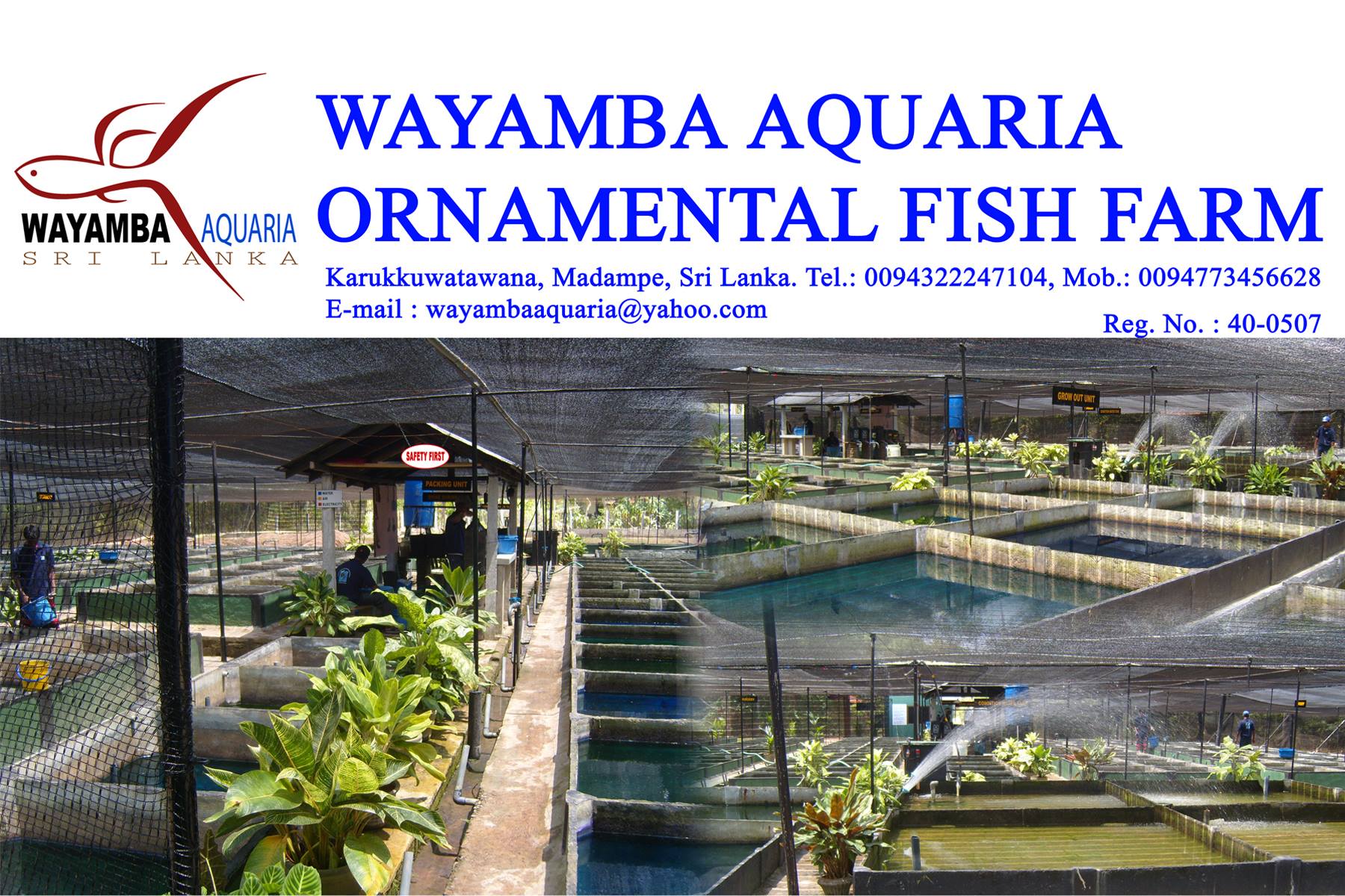 Wayamba Aquaria | Madampe